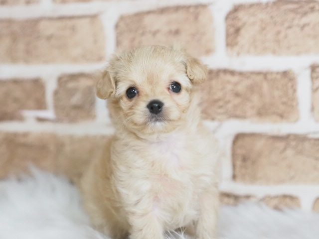 埼玉県のチワプー/プーチー(チワワ×プードル) (かねだい戸田店/2025年12月13日生まれ/女の子/アプリコット)の子犬