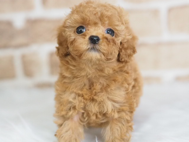 埼玉県のトイプードル(トイ) (かねだい戸田店/2025年12月13日生まれ/女の子/レッド)の子犬