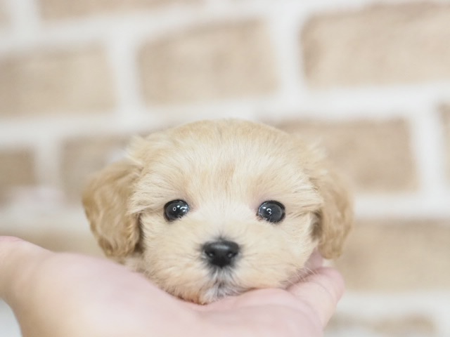 埼玉県のマルプー(マルチーズ×プードル) (かねだい戸田店/2025年12月13日生まれ/男の子/アプリコット)の子犬