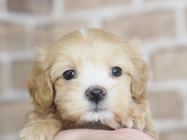 埼玉県のマルプー(マルチーズ×プードル) (かねだい戸田店/2025年12月12日生まれ/男の子/アプリコット)の子犬