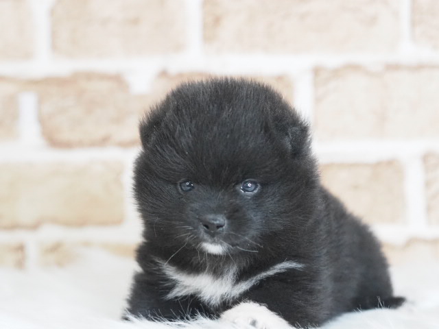 埼玉県のポメ柴/豆ポメ/ポメ豆柴(ポメラニアン×柴犬) (かねだい戸田店/2025年12月13日生まれ/女の子/ブラック)の子犬