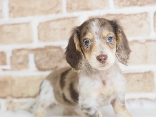 埼玉県のミニチュアダックスフンド(ロング) (かねだい戸田店/2025年12月9日生まれ/男の子/チョコレートタンパイボールド)の子犬の1枚目の画像