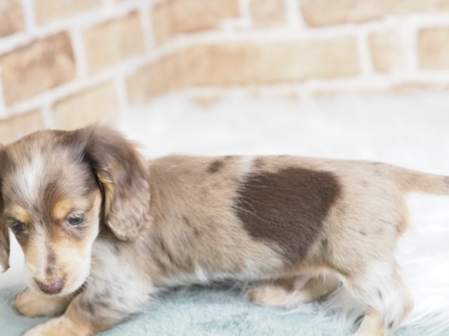 埼玉県のミニチュアダックスフンド(ロング) (かねだい戸田店/2025年12月9日生まれ/男の子/チョコレートタンパイボールド)の子犬の2枚目の画像