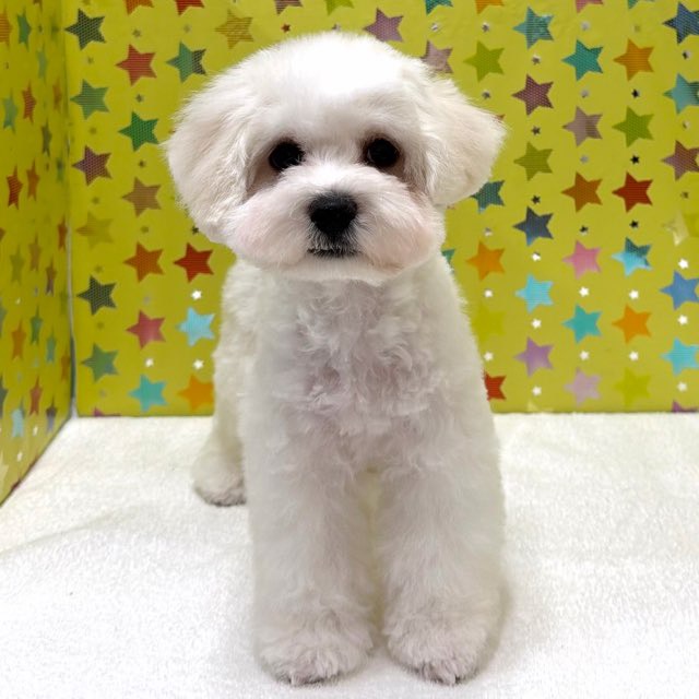 東京都のビションフリーゼ (かねだい足立店/2025年11月8日生まれ/男の子/ホワイト)の子犬の2枚目の画像