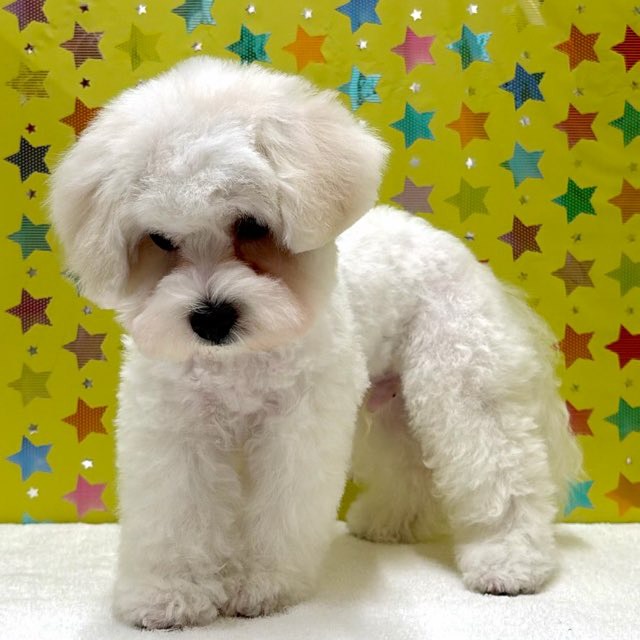 東京都のビションフリーゼ (かねだい足立店/2025年11月8日生まれ/男の子/ホワイト)の子犬の4枚目の画像