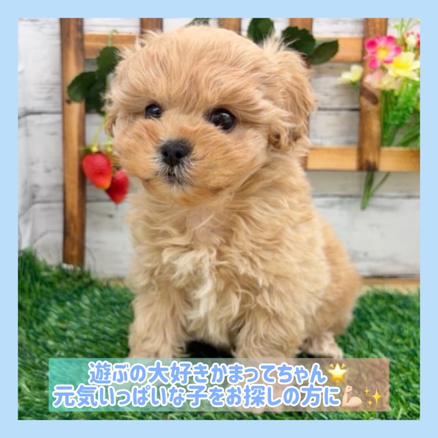 埼玉県のペキプー(ペキニーズ×プードル) (かねだい所沢店/2025年11月16日生まれ/男の子/アプリコット)の子犬の1枚目の画像
