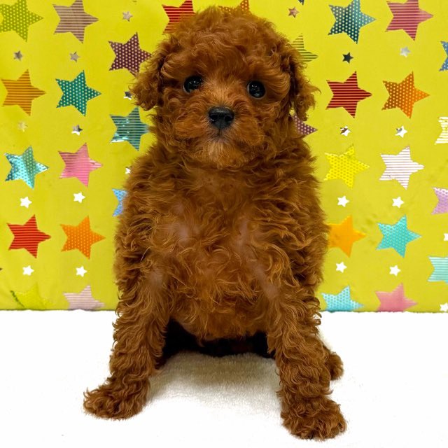 東京都のトイプードル(トイ) (かねだい足立店/2025年12月11日生まれ/男の子/レッド)の子犬の2枚目の画像