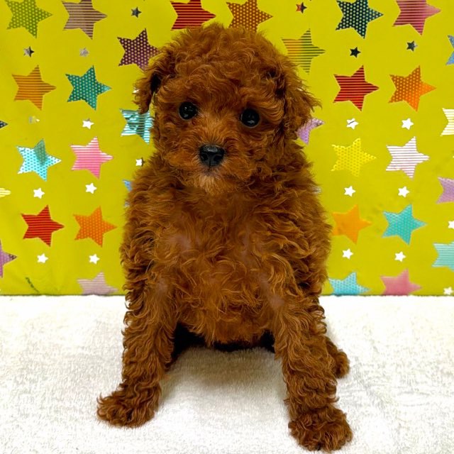 東京都のトイプードル(トイ) (かねだい足立店/2025年12月11日生まれ/男の子/レッド)の子犬の3枚目の画像