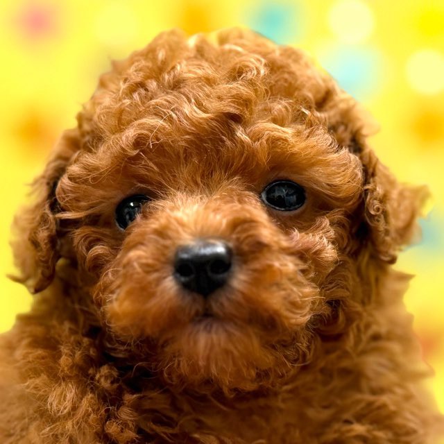 東京都のトイプードル(トイ) (かねだい足立店/2025年12月11日生まれ/男の子/レッド)の子犬の1枚目の画像