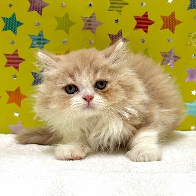 東京都のマンチカン (かねだい足立店/2025年12月6日生まれ/男の子/クリームタビーホワイト)の子猫の2枚目の画像