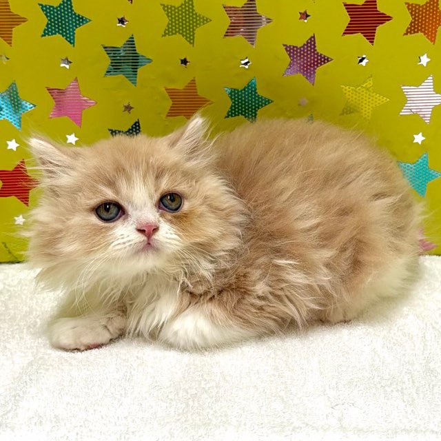 東京都のマンチカン (かねだい足立店/2025年12月6日生まれ/男の子/クリームタビーホワイト)の子猫の3枚目の画像