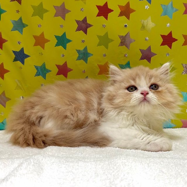 東京都のマンチカン (かねだい足立店/2025年12月6日生まれ/男の子/クリームタビーホワイト)の子猫の4枚目の画像