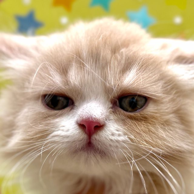 東京都のマンチカン (かねだい足立店/2025年12月6日生まれ/男の子/クリームタビーホワイト)の子猫の1枚目の画像