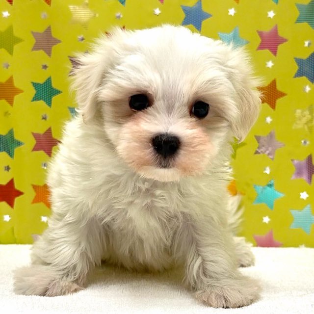 東京都のマルチーズ (かねだい足立店/2025年12月12日生まれ/男の子/ホワイト)の子犬の2枚目の画像