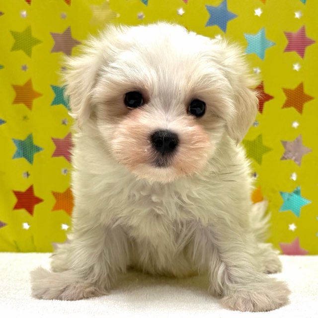 東京都のマルチーズ (かねだい足立店/2025年12月12日生まれ/男の子/ホワイト)の子犬の3枚目の画像