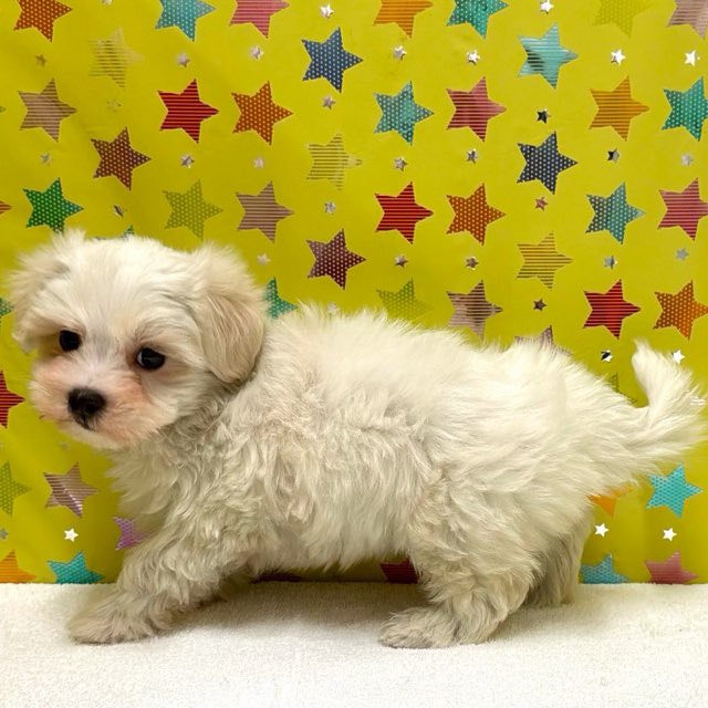 東京都のマルチーズ (かねだい足立店/2025年12月12日生まれ/男の子/ホワイト)の子犬の4枚目の画像