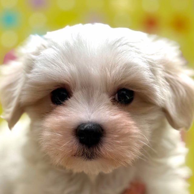 東京都のマルチーズ (かねだい足立店/2025年12月12日生まれ/男の子/ホワイト)の子犬の1枚目の画像