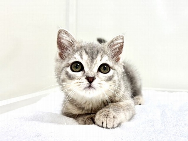 東京都のスコティッシュフォールド (かねだい本町田店/2025年12月10日生まれ/女の子/ブルータビー)の子猫の2枚目の画像