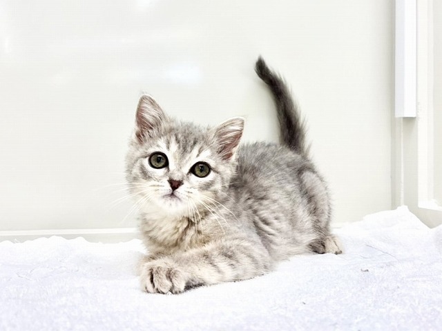東京都のスコティッシュフォールド (かねだい本町田店/2025年12月10日生まれ/女の子/ブルータビー)の子猫の3枚目の画像