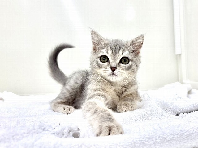 東京都のスコティッシュフォールド (かねだい本町田店/2025年12月10日生まれ/女の子/ブルータビー)の子猫の4枚目の画像