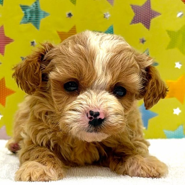 東京都のハーフ犬・ミックス犬 (かねだい足立店/2025年12月14日生まれ/女の子/クリームホワイト)の子犬の2枚目の画像