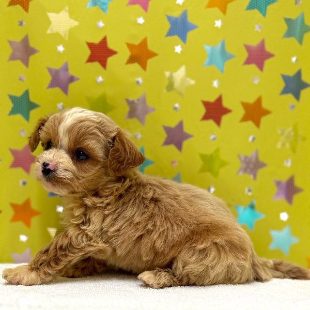 東京都のハーフ犬・ミックス犬 (かねだい足立店/2025年12月14日生まれ/女の子/クリームホワイト)の子犬の3枚目の画像