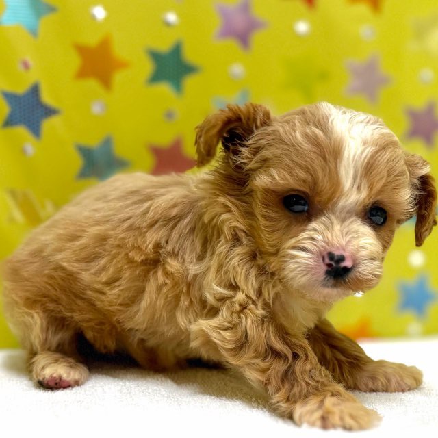 東京都のハーフ犬・ミックス犬 (かねだい足立店/2025年12月14日生まれ/女の子/クリームホワイト)の子犬の4枚目の画像