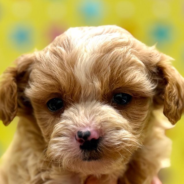 東京都のハーフ犬・ミックス犬 (かねだい足立店/2025年12月14日生まれ/女の子/クリームホワイト)の子犬の1枚目の画像