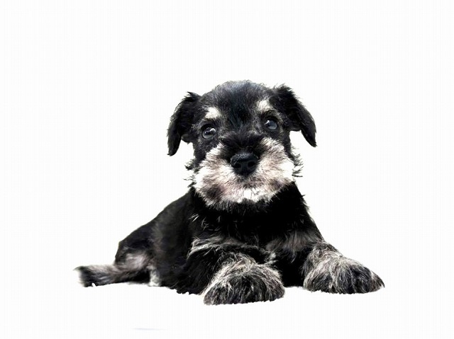 東京都のミニチュアシュナウザー (かねだい本町田店/2025年12月14日生まれ/男の子/ソルトペッパー)の子犬の3枚目の画像