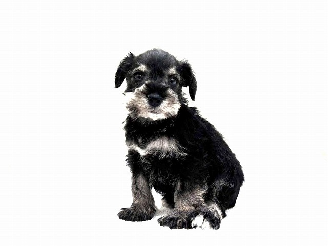 東京都のミニチュアシュナウザー (かねだい本町田店/2025年12月14日生まれ/男の子/ソルトペッパー)の子犬の4枚目の画像