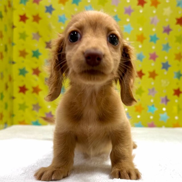 東京都のミニチュアダックスフンド(ロング) (かねだい足立店/2025年12月2日生まれ/女の子/ゴールド)の子犬の3枚目の画像