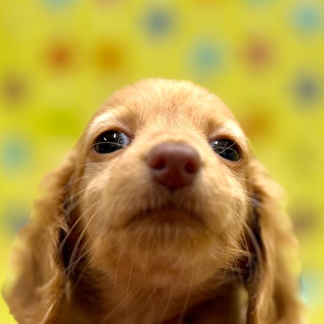 東京都のミニチュアダックスフンド(ロング) (かねだい足立店/2025年12月2日生まれ/女の子/ゴールド)の子犬の2枚目の画像