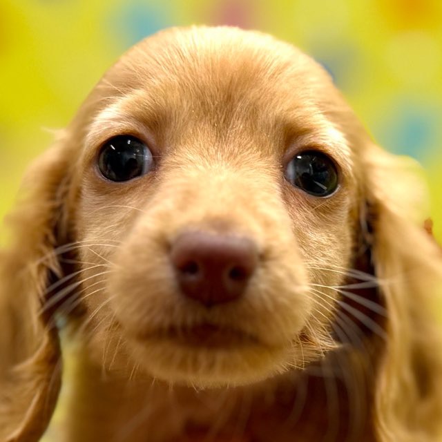 東京都のミニチュアダックスフンド(ロング) (かねだい足立店/2025年12月2日生まれ/女の子/ゴールド)の子犬の1枚目の画像