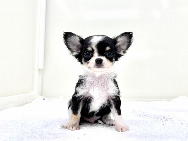東京都のチワワ(ロング) (かねだい本町田店/2025年12月14日生まれ/男の子/ブラックタンホワイト)の子犬の1枚目の画像