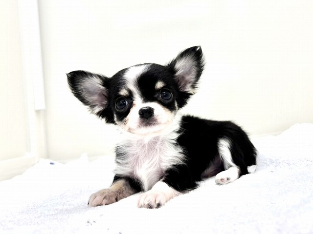 東京都のチワワ(ロング) (かねだい本町田店/2025年12月14日生まれ/男の子/ブラックタンホワイト)の子犬の2枚目の画像