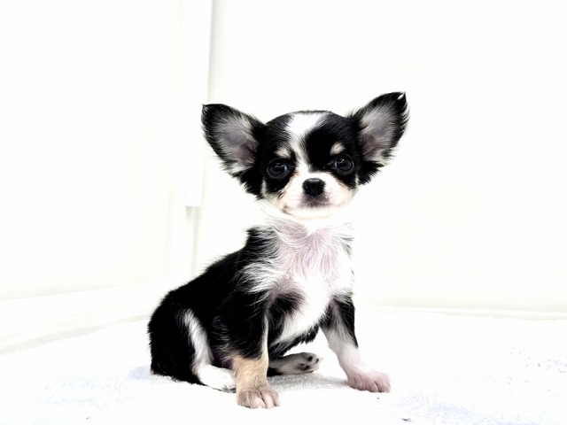 東京都のチワワ(ロング) (かねだい本町田店/2025年12月14日生まれ/男の子/ブラックタンホワイト)の子犬の3枚目の画像