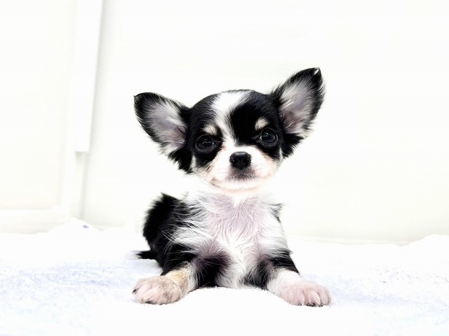 東京都のチワワ(ロング) (かねだい本町田店/2025年12月14日生まれ/男の子/ブラックタンホワイト)の子犬の4枚目の画像