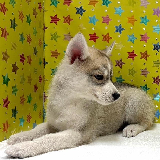 東京都のシベリアンハスキー (かねだい足立店/2025年12月12日生まれ/男の子/シルバーホワイト)の子犬の4枚目の画像