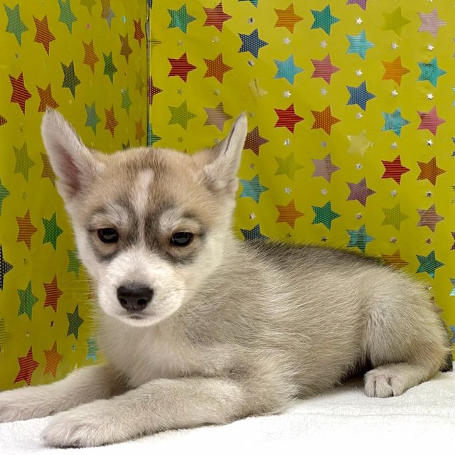 東京都のシベリアンハスキー (かねだい足立店/2025年12月12日生まれ/男の子/シルバーホワイト)の子犬の3枚目の画像