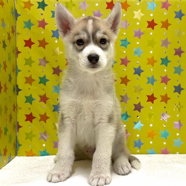 東京都のシベリアンハスキー (かねだい足立店/2025年12月12日生まれ/男の子/シルバーホワイト)の子犬の2枚目の画像