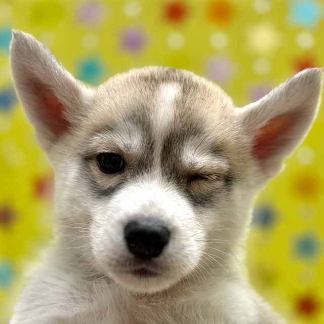 東京都のシベリアンハスキー (かねだい足立店/2025年12月12日生まれ/男の子/シルバーホワイト)の子犬の1枚目の画像