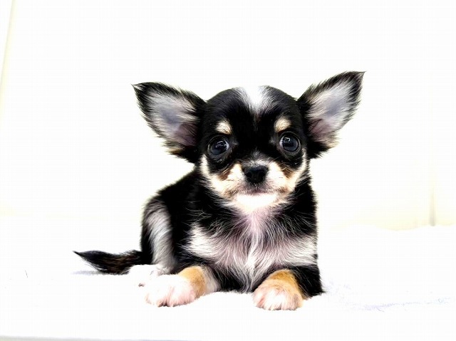 東京都のチワワ(ロング) (かねだい本町田店/2025年12月14日生まれ/男の子/ブラックタンホワイト)の子犬の1枚目の画像