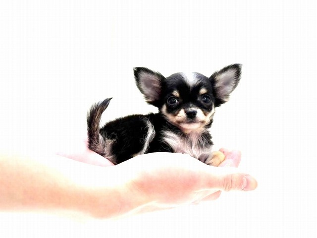 東京都のチワワ(ロング) (かねだい本町田店/2025年12月14日生まれ/男の子/ブラックタンホワイト)の子犬の3枚目の画像