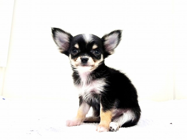 東京都のチワワ(ロング) (かねだい本町田店/2025年12月14日生まれ/男の子/ブラックタンホワイト)の子犬の4枚目の画像