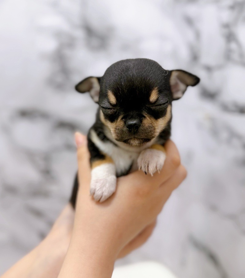 神奈川県のチワワ(スムース) (かねだい東戸塚店/2025年12月13日生まれ/女の子/ブラックタンホワイト)の子犬の1枚目の画像
