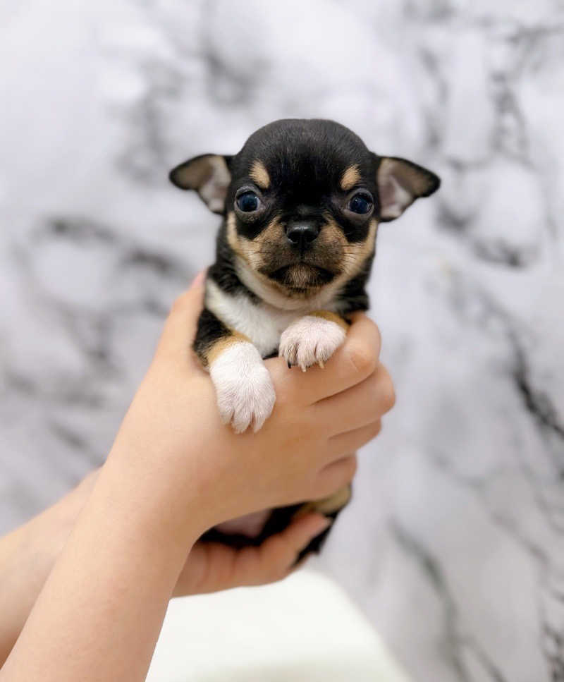神奈川県のチワワ(スムース) (かねだい東戸塚店/2025年12月13日生まれ/女の子/ブラックタンホワイト)の子犬の2枚目の画像