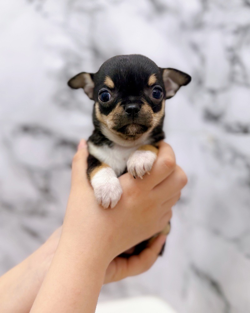 神奈川県のチワワ(スムース) (かねだい東戸塚店/2025年12月13日生まれ/女の子/ブラックタンホワイト)の子犬の3枚目の画像