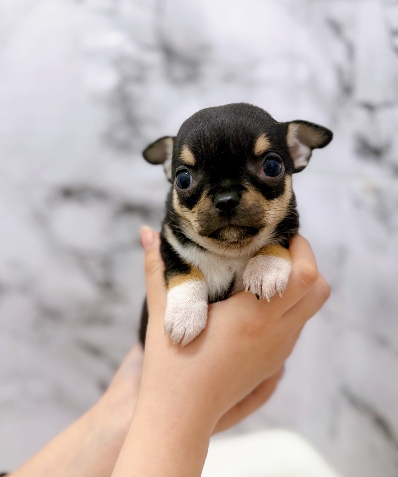 神奈川県のチワワ(スムース) (かねだい東戸塚店/2025年12月13日生まれ/女の子/ブラックタンホワイト)の子犬の4枚目の画像