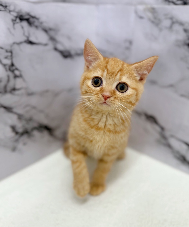 神奈川県のスコティッシュフォールド (かねだい東戸塚店/2025年11月14日生まれ/男の子/レッドタビー)の子猫の1枚目の画像