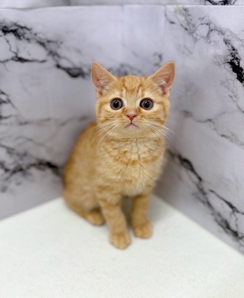 神奈川県のスコティッシュフォールド (かねだい東戸塚店/2025年11月14日生まれ/男の子/レッドタビー)の子猫の2枚目の画像